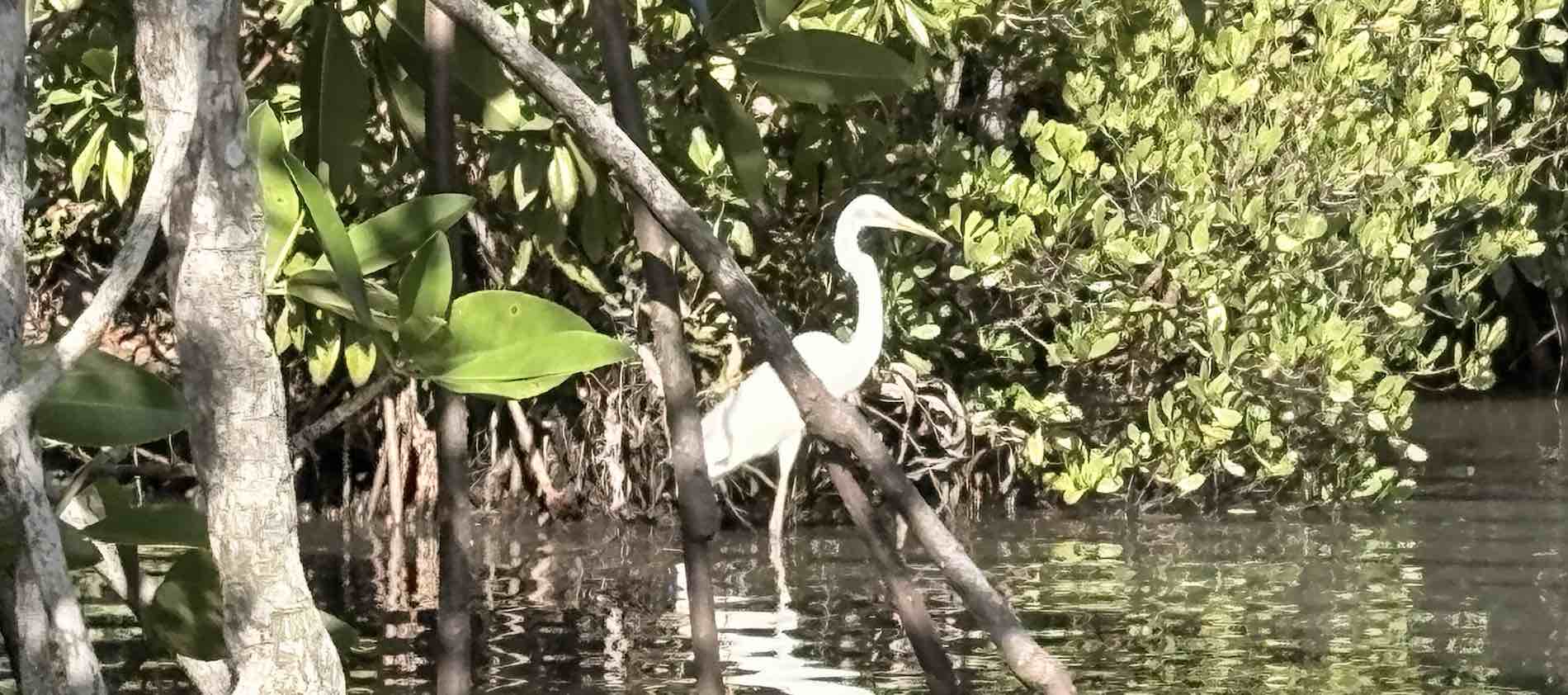 Birds at Koggala Lake boat safari in Southern Province Sri Lanka