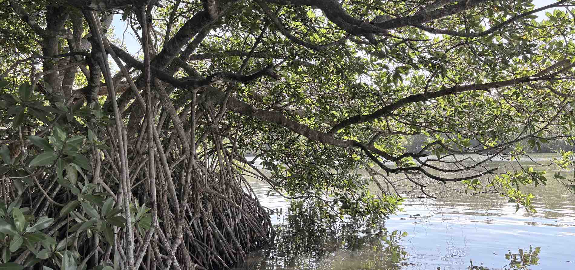Nature and cinnamon island scenery at Koggala Lake boat safari