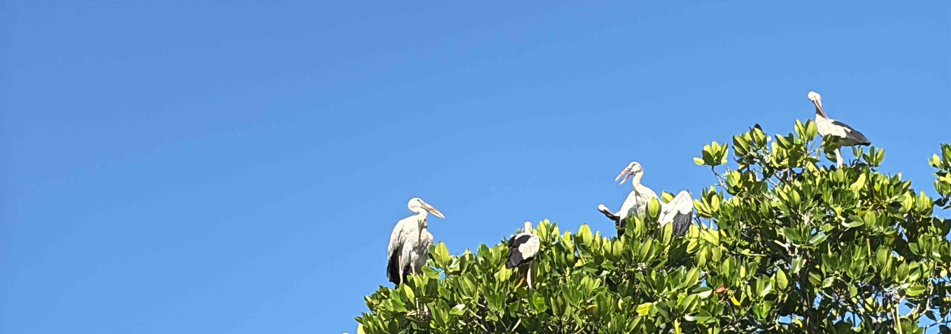 Plan a Koggala Lake boat safari day tour with TaxiGo.lk