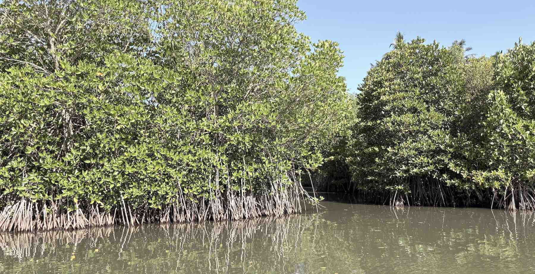 Wildlife at Koggala Lake boat safari including lagoon animals and mangroves
